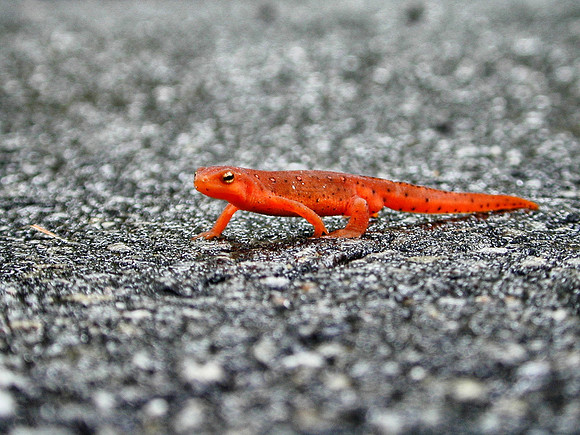 Eastern newt