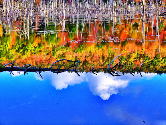 Beaver Pond in Fall