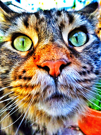 Ziggy
