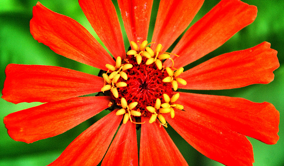 Zinnia bloom