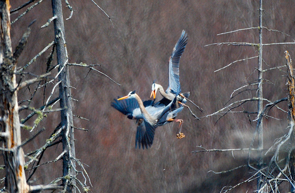 Great Blue Heron males jostle for the best nest
