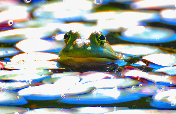 Bull Frog on Beaver Pond