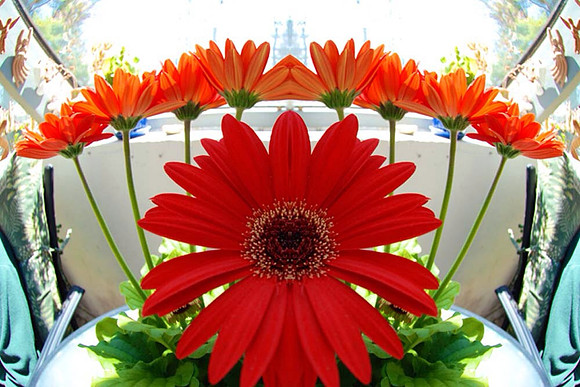 Daisy Symmetry