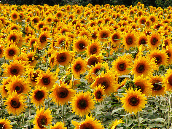 Sunflower Field