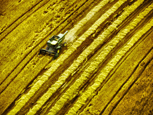 Wheat Harvest, Indiana