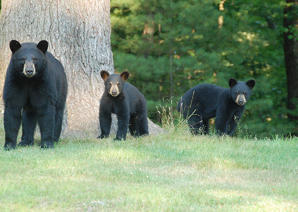 Bear family in backyard