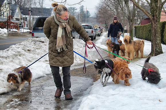 Dog Walkers