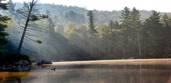 Loon on Pond