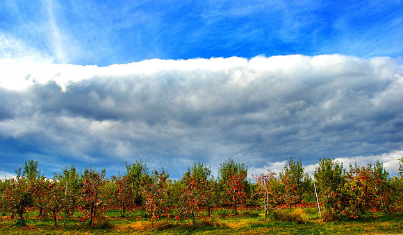 Apple Orchard, Walpole, NH