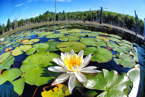 Water Lily on Beaver Pond