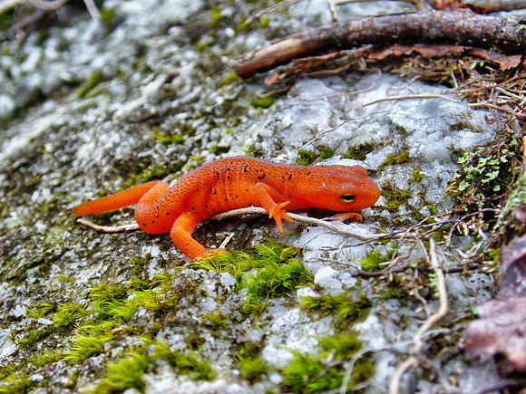 Red-spotted Newt
