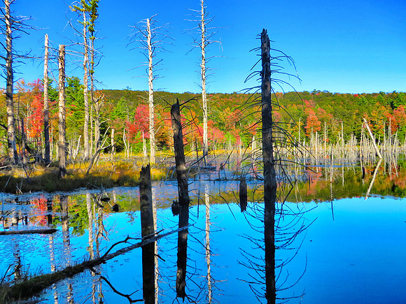 Beaver Pond