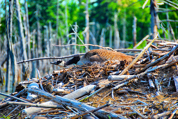 Goose on Beaver lodge