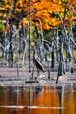 Heron on Beaver Pond