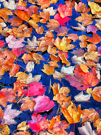 Fall Leaves