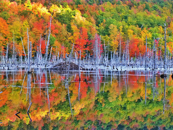 Beaver Pond in Fall