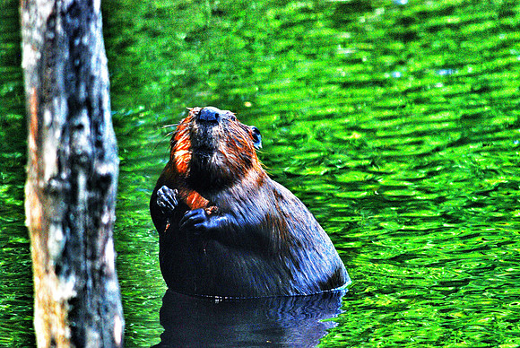 Beaver