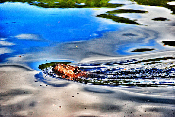 Beaver