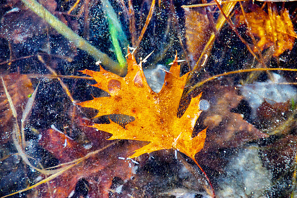 Oak leaf frozen in ice on beaver pond