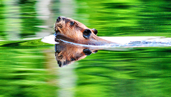 beaver