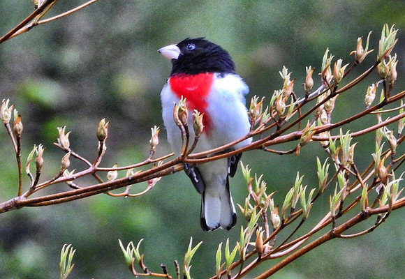 Rose Breasted Grosbeak