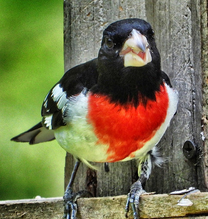 male Rose Breasted Grosbeak