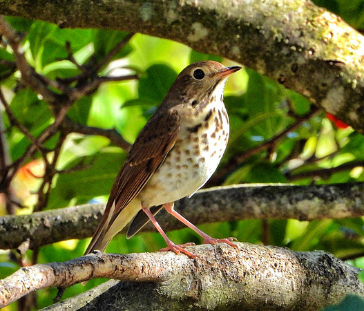Wood Thrush