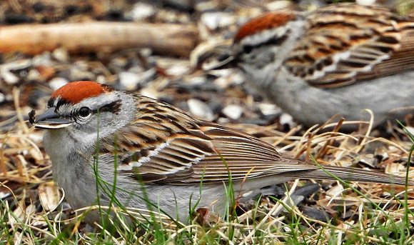 Chipping Sparrows