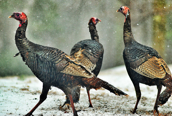 Turkeys in the snow