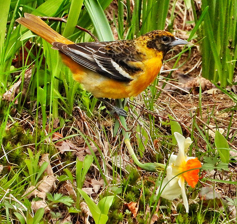 female Baltimore Oriole