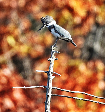 Kingfisher at beaver pond