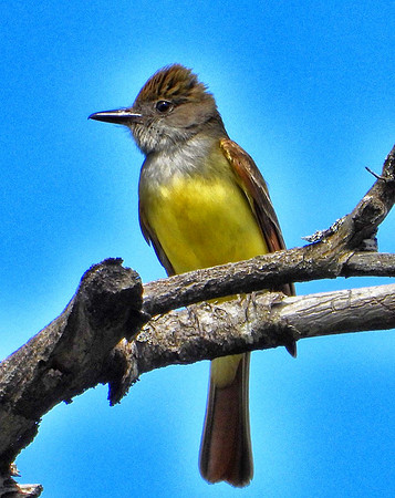 Great Crested Flycatcher