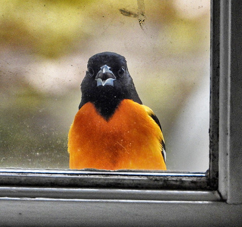 Baltimore Oriole pecks at his reflection in house window