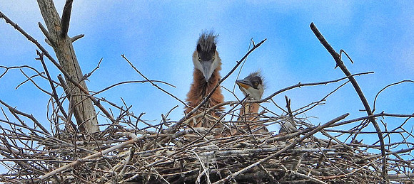 Heron chicks in nest