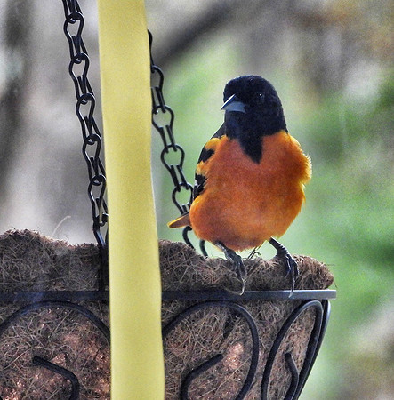 Baltimore Oriole