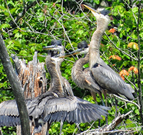 Great Blue Heron with chicks in nest