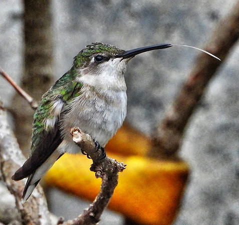 female Ruby-Throated Hummingbird tongue