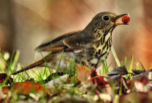Wood Thrush with Magnolia berry