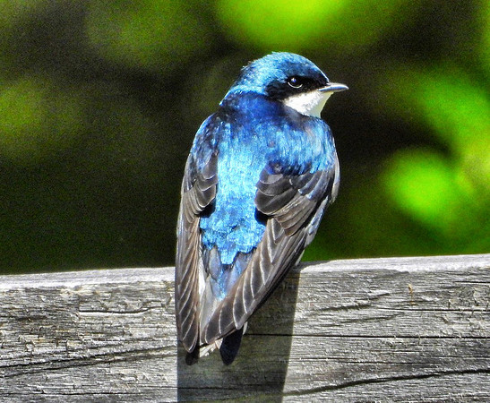 male Tree Swallow