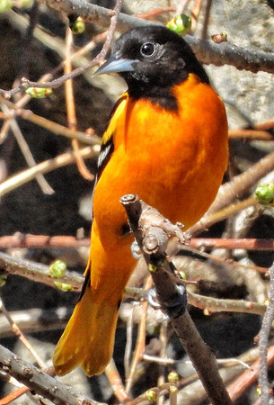 male Baltimore Oriole