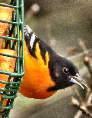 male Baltimore Oriole at feeder with oranges