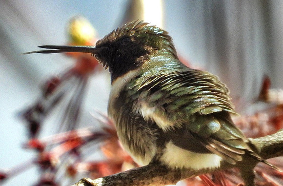 Hummingbird