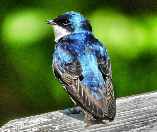 male Tree Swallow