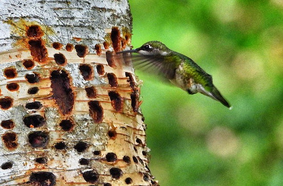 Hummingbird at Sapsucker holes on Birch tree