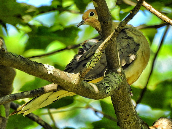 Mourning Dove