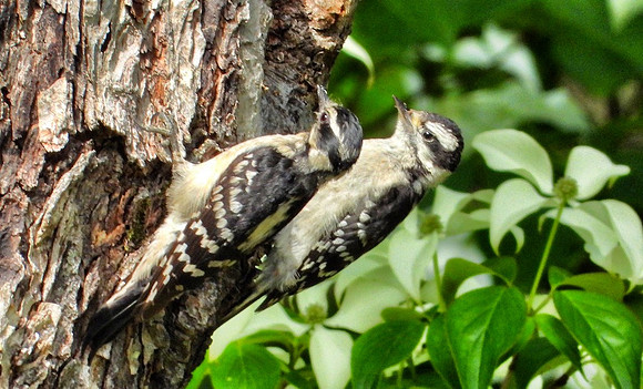 female Downey Woodpecker with chick