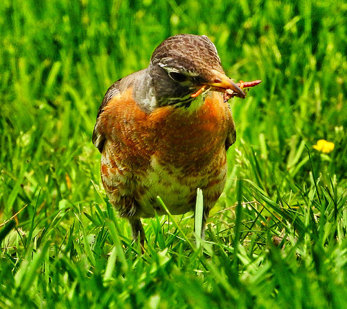 female Robin eats mealworms