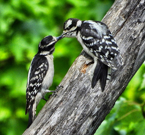 Downey Woodpecker feeds chick