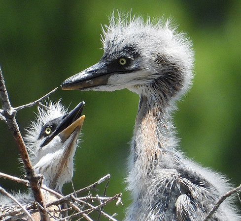 Great Blue Heron chicks in nest