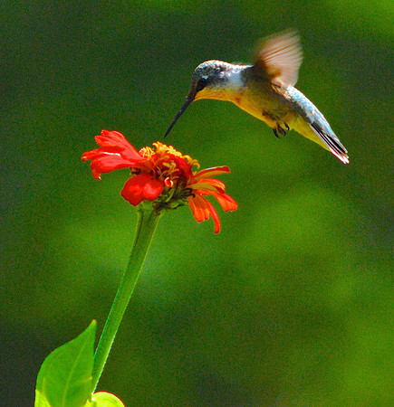 Female Ruby Throated Hummingbird at a Zinnia bloom